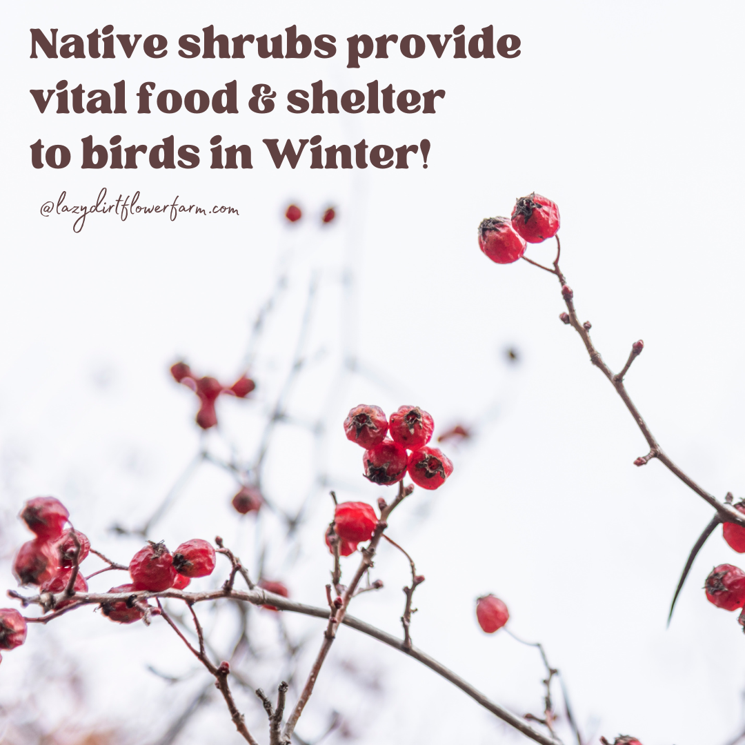More more more native shrubs (2).png