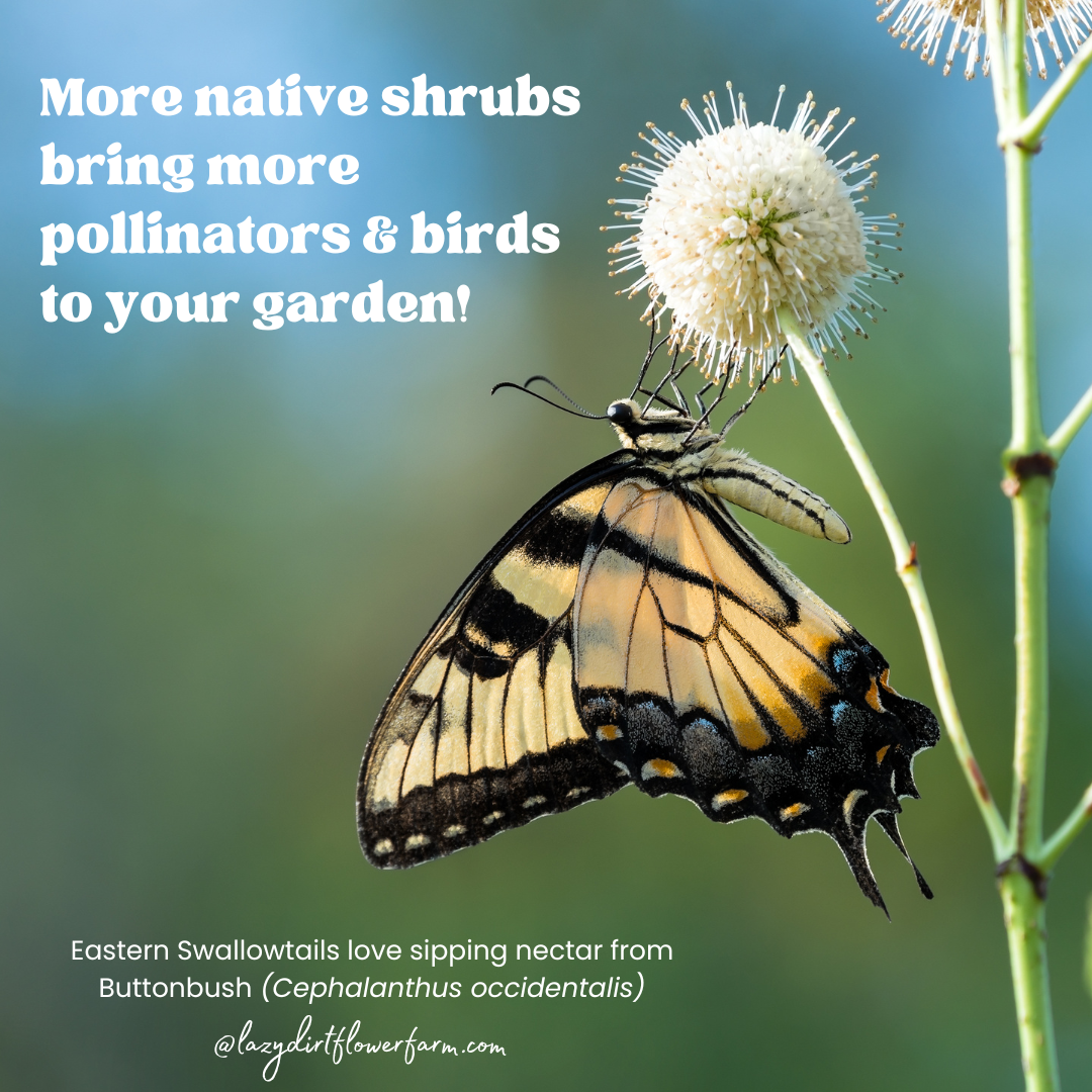 More more more native shrubs.png