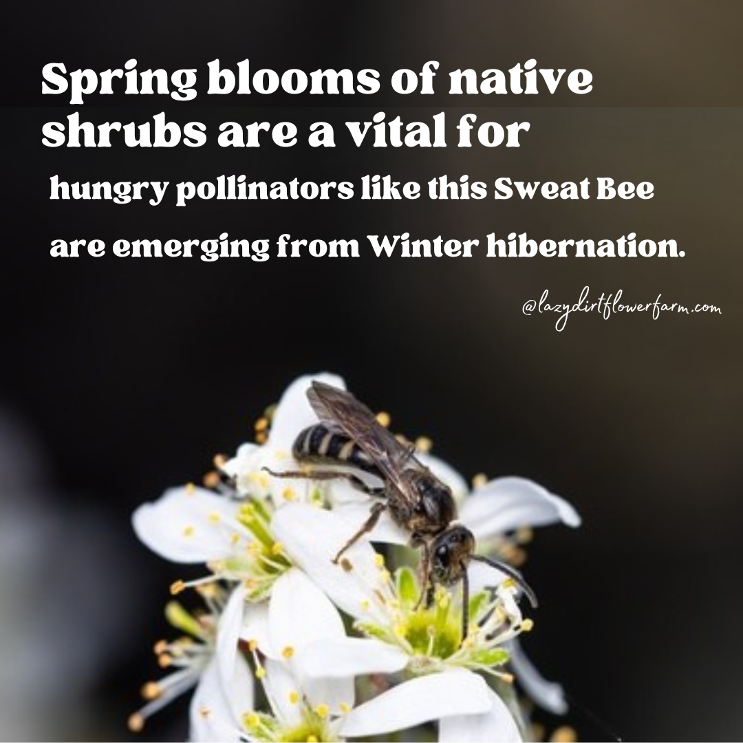 sweat bee native shrubs.png