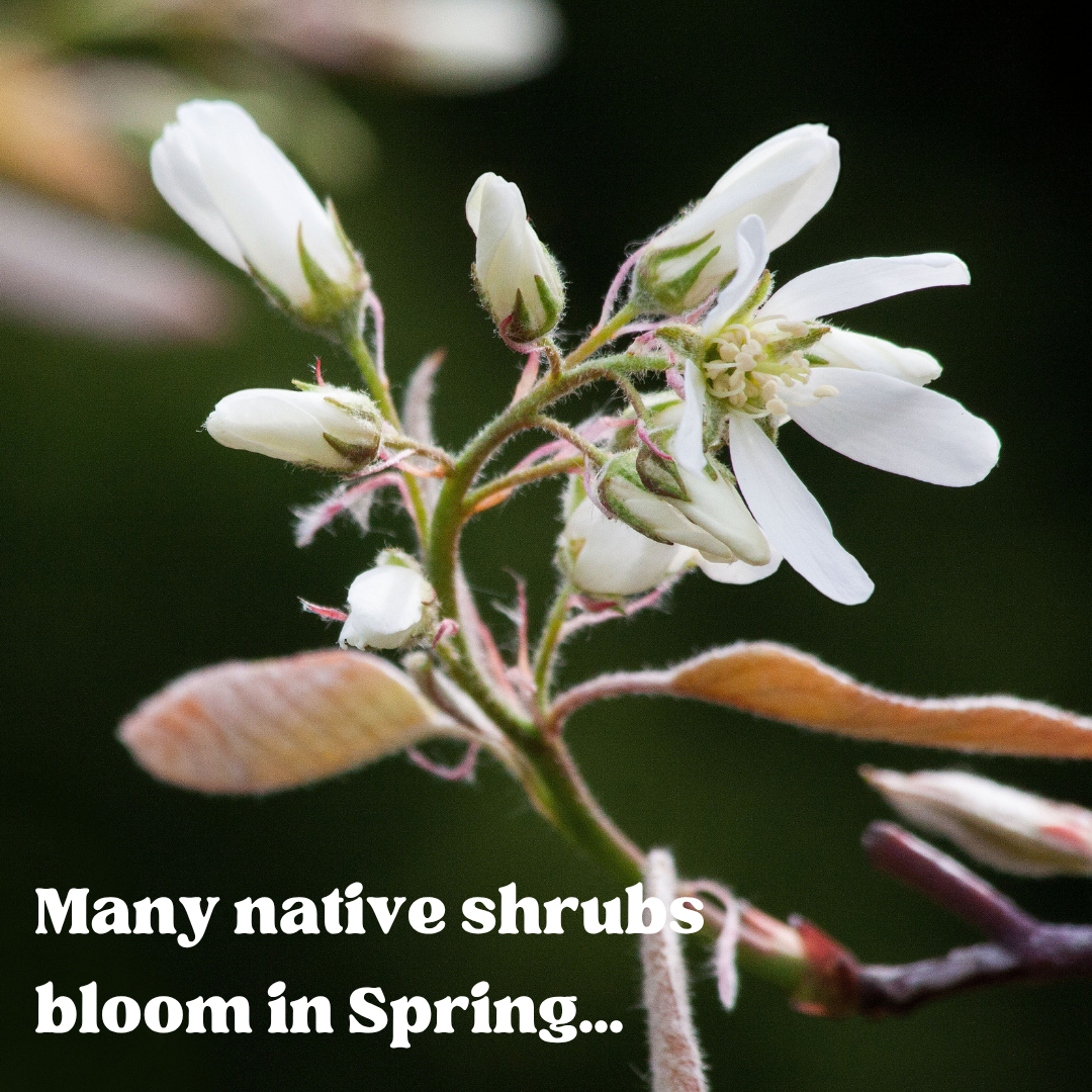 2 blooms native shrubs.png