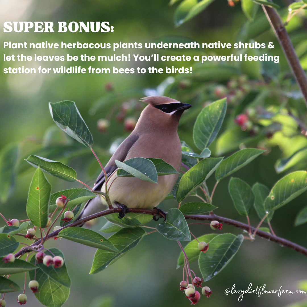 Bonus Points Native Shrubs.png