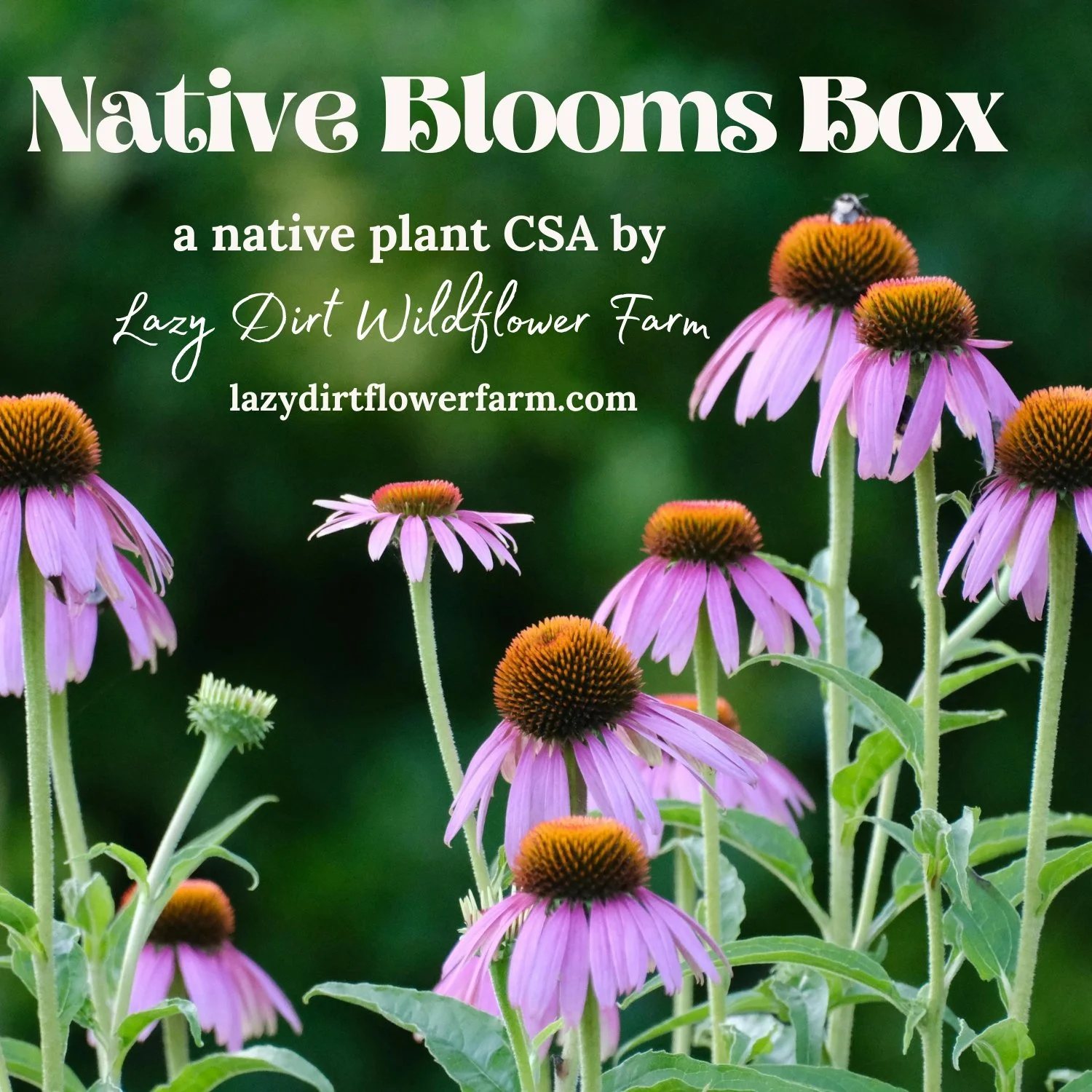 Native Blooms Box '26  (1).jpg