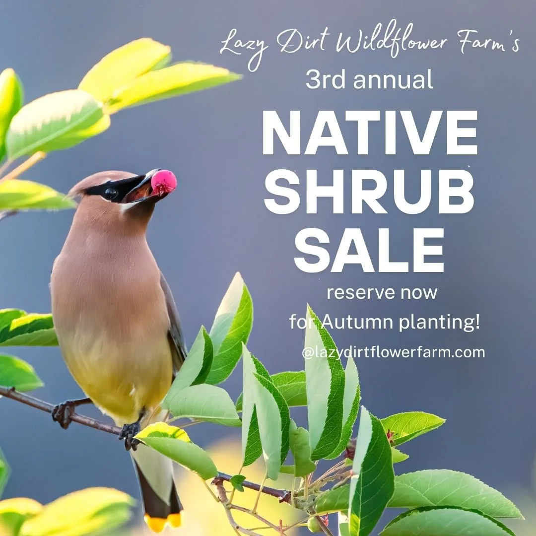 native shrub sale.jpg