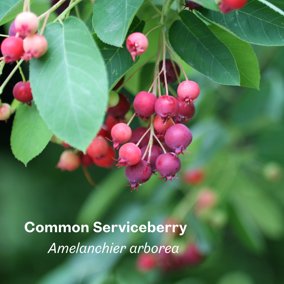 common serviceberry amelanchier arborea.png