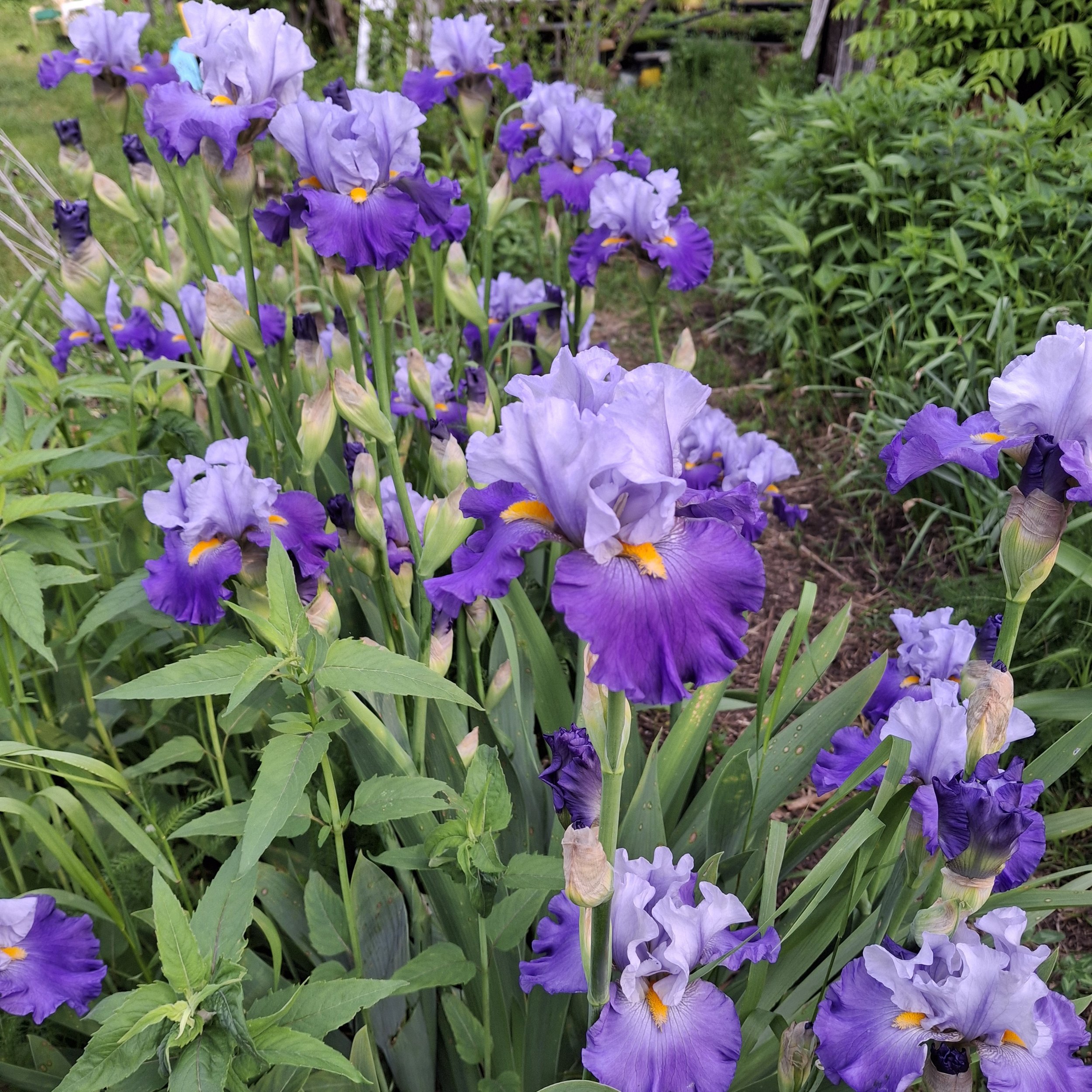 Cubs Win It Blue and White Iris lazy Dirt wildflowerfarm.jpg