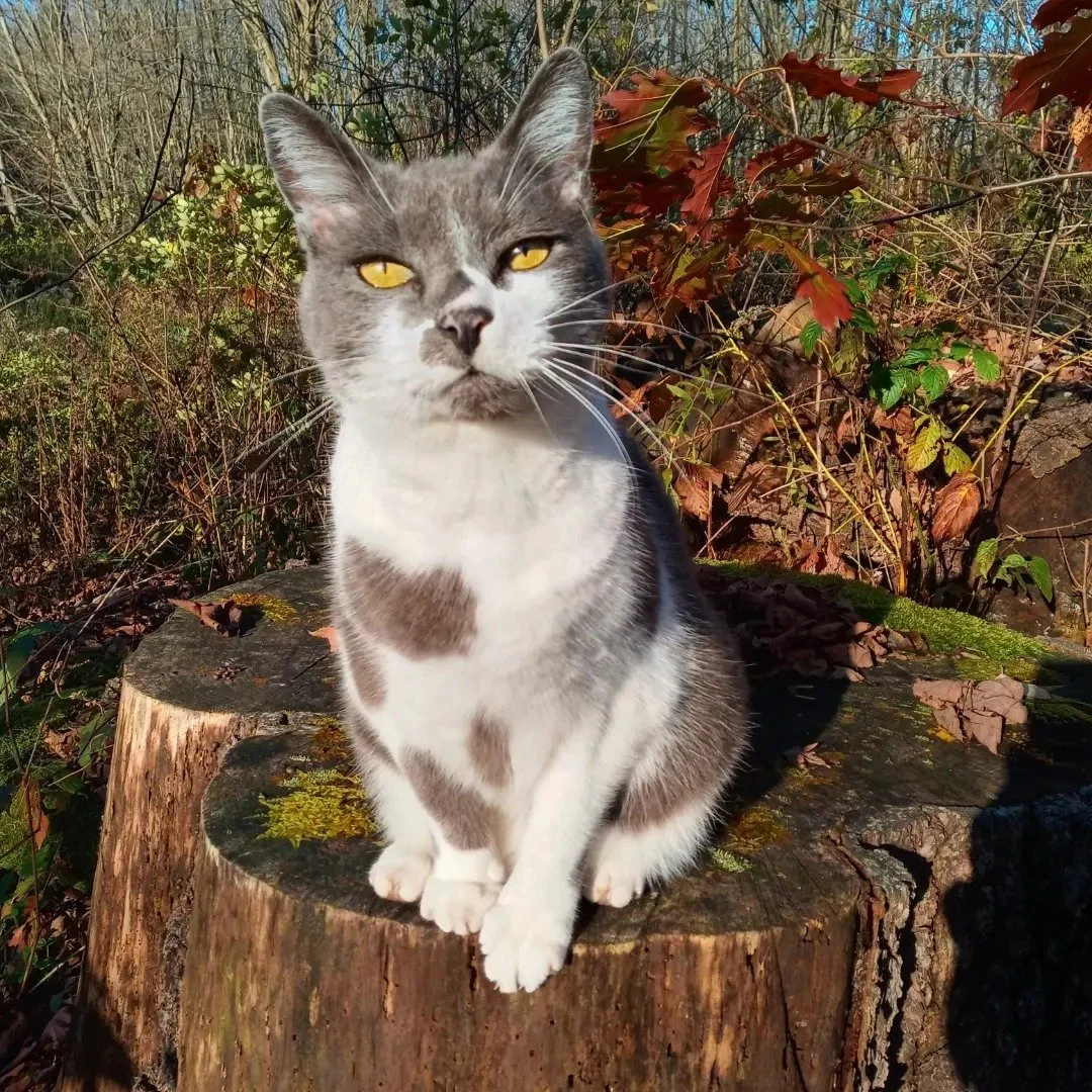 george Autumn 2024.jpg