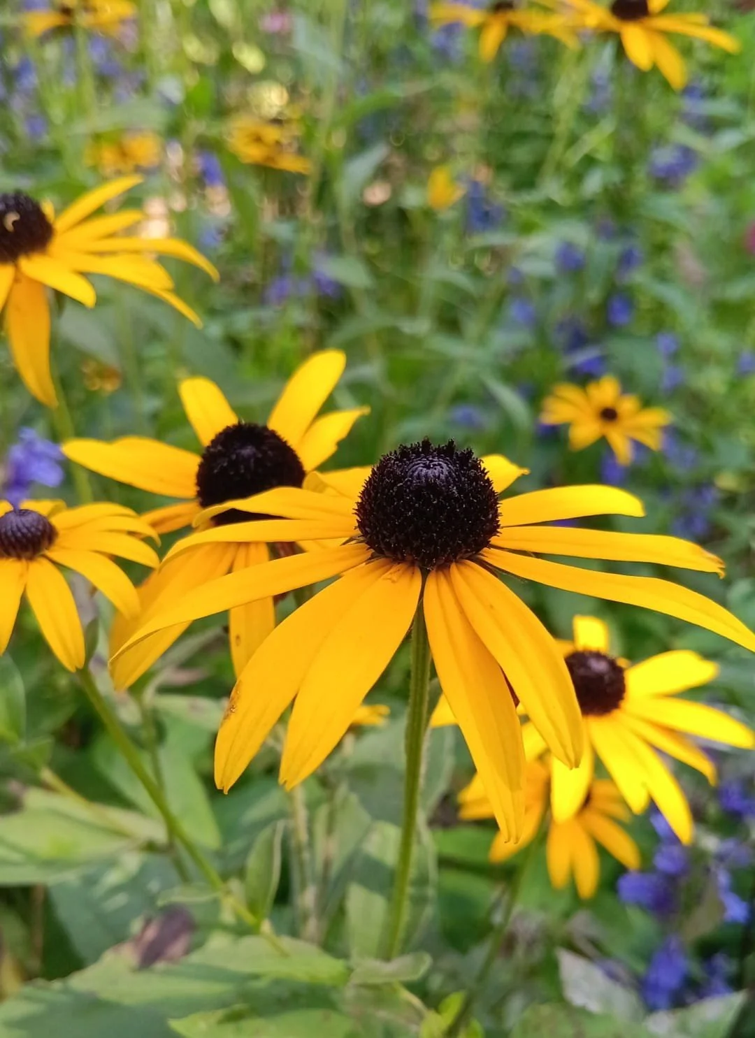 Orange Coneflower (Rudbeckia fulgida)
