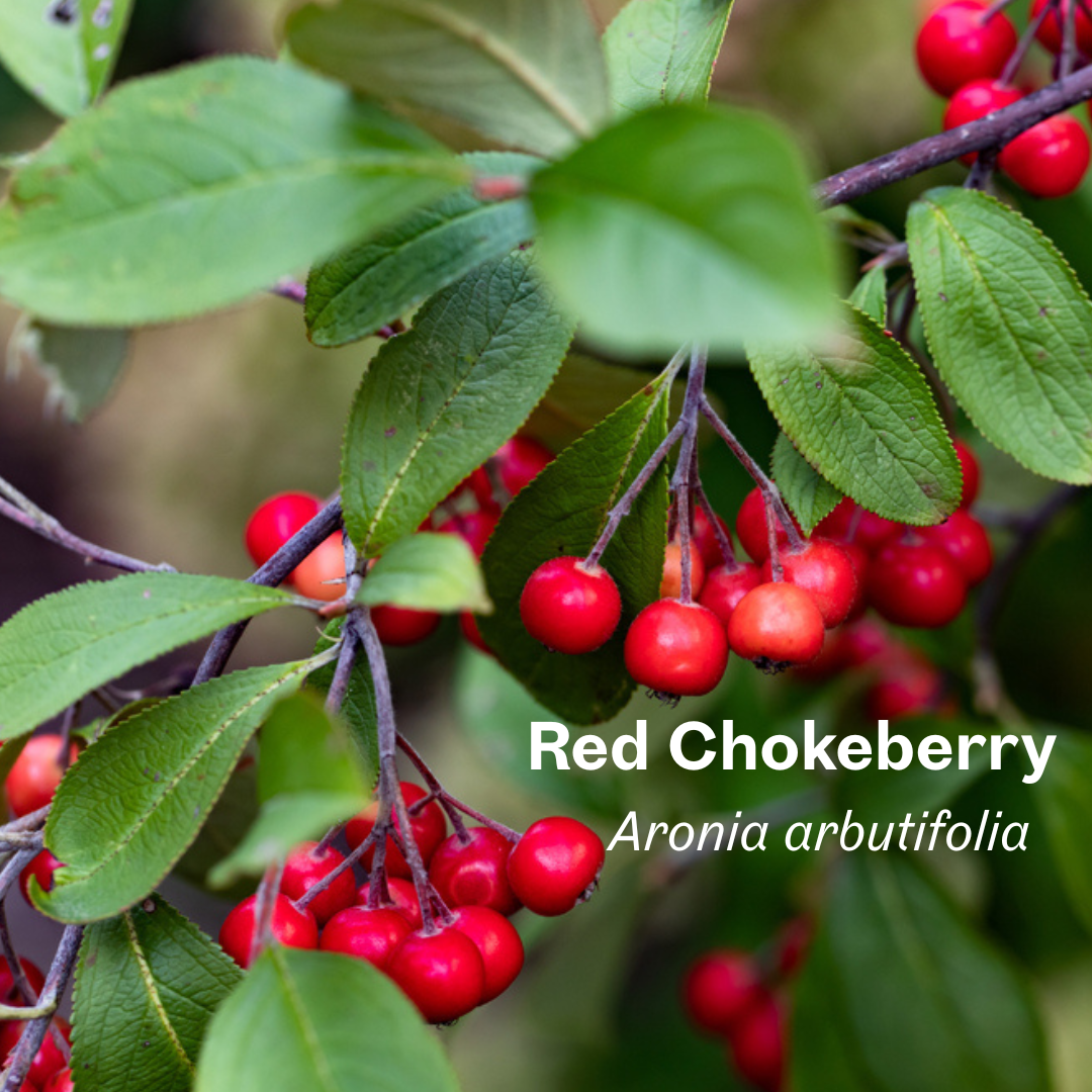 Red Chokeberry Aronia arbutifolia (2).png