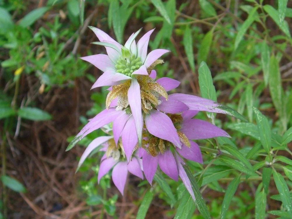 spotted beebalm .jpg