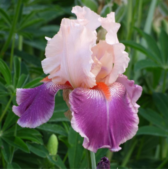 Cherry Blossom Iris.png