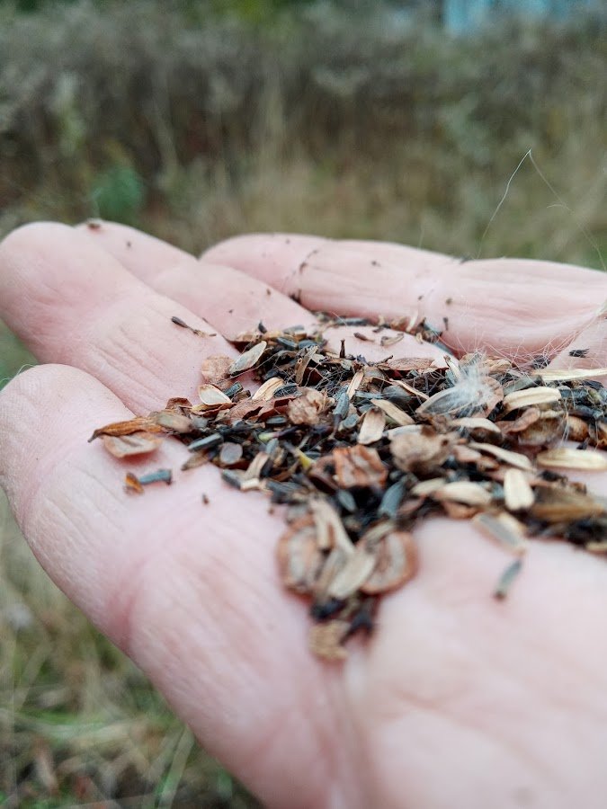 Seeds .jpg