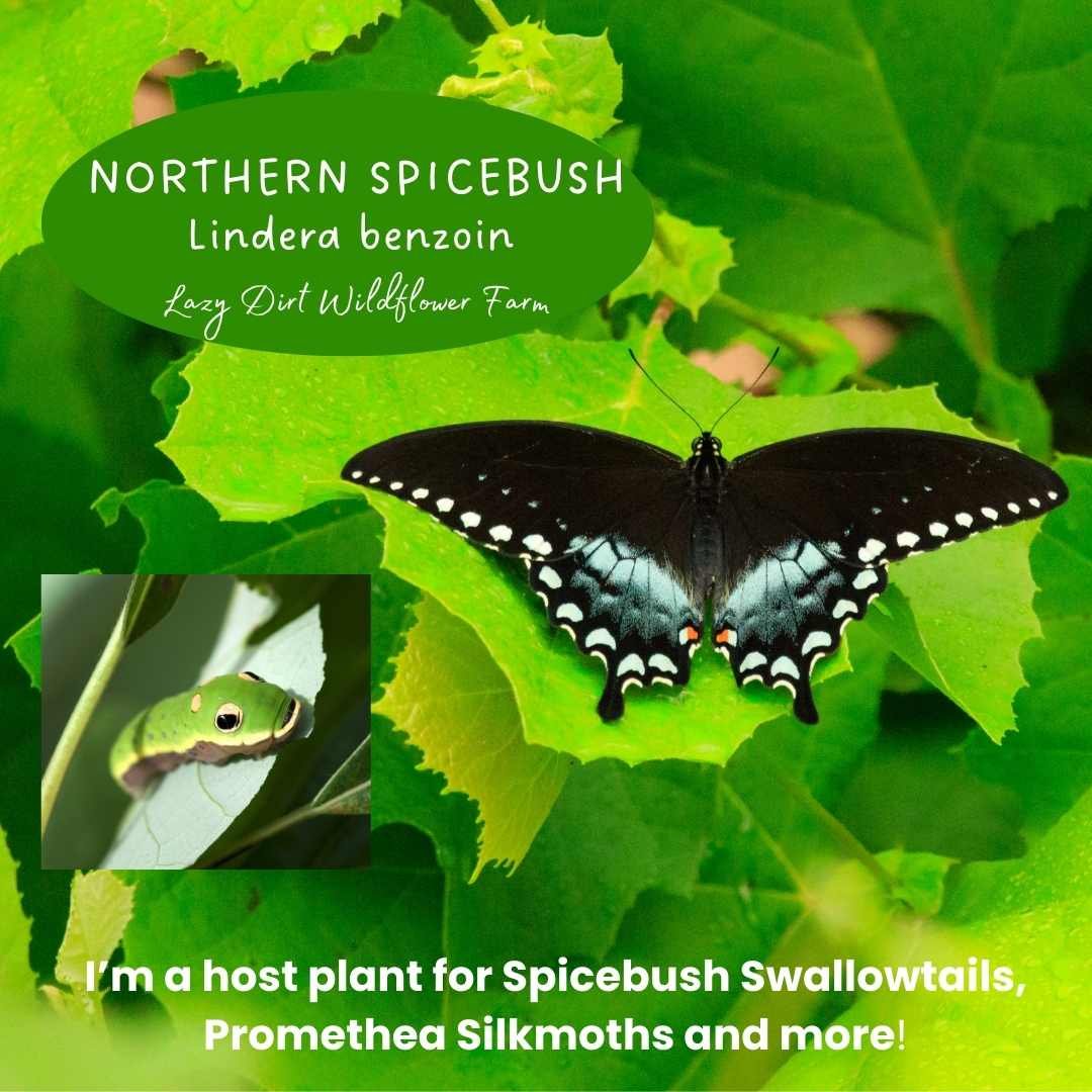 northern Spicebush lazy dirt wildflower farm  (2).jpg