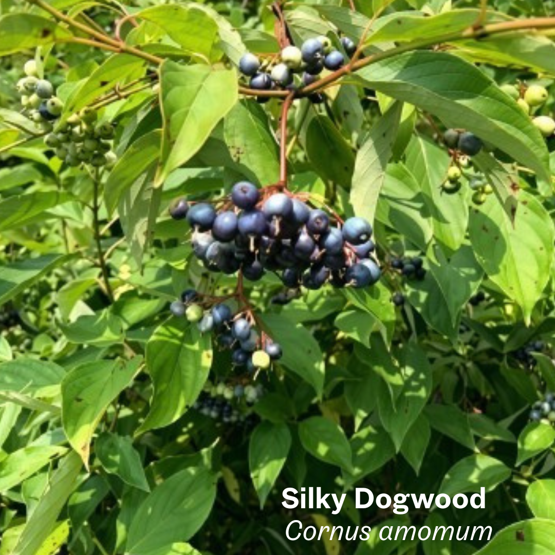 Cornus amomum silky dogwood.png