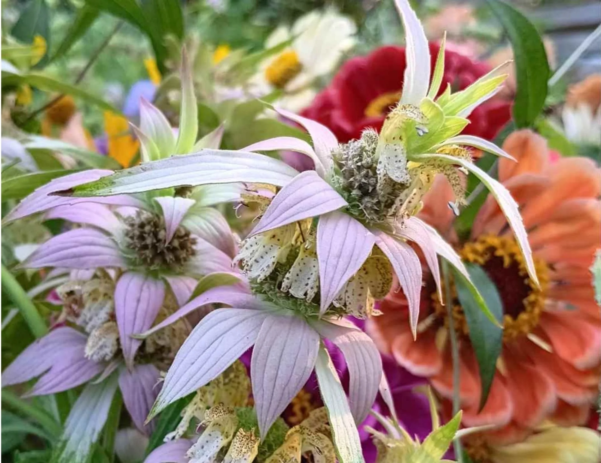 spotted+beebalm+monarda+punctata+lazy+dirt+wildflower+farm+2024.jpg
