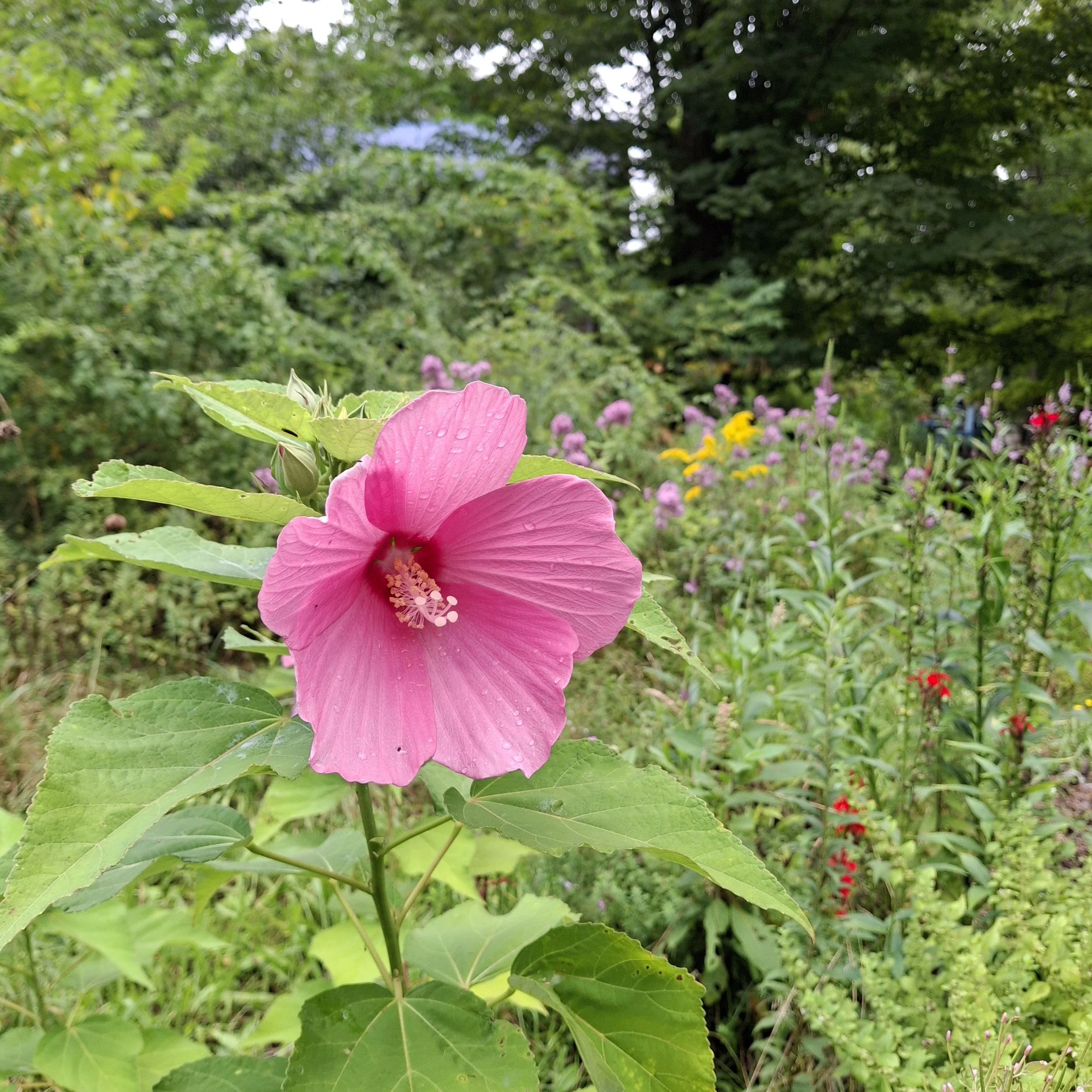 Rose Mallow (Hibiscus moscheutos)