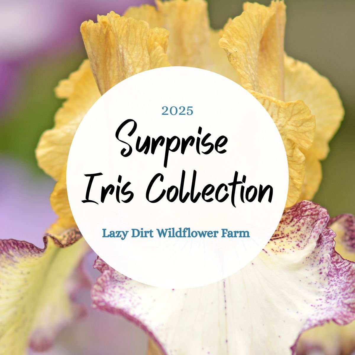 Surprize Iris Coming Soon .jpg