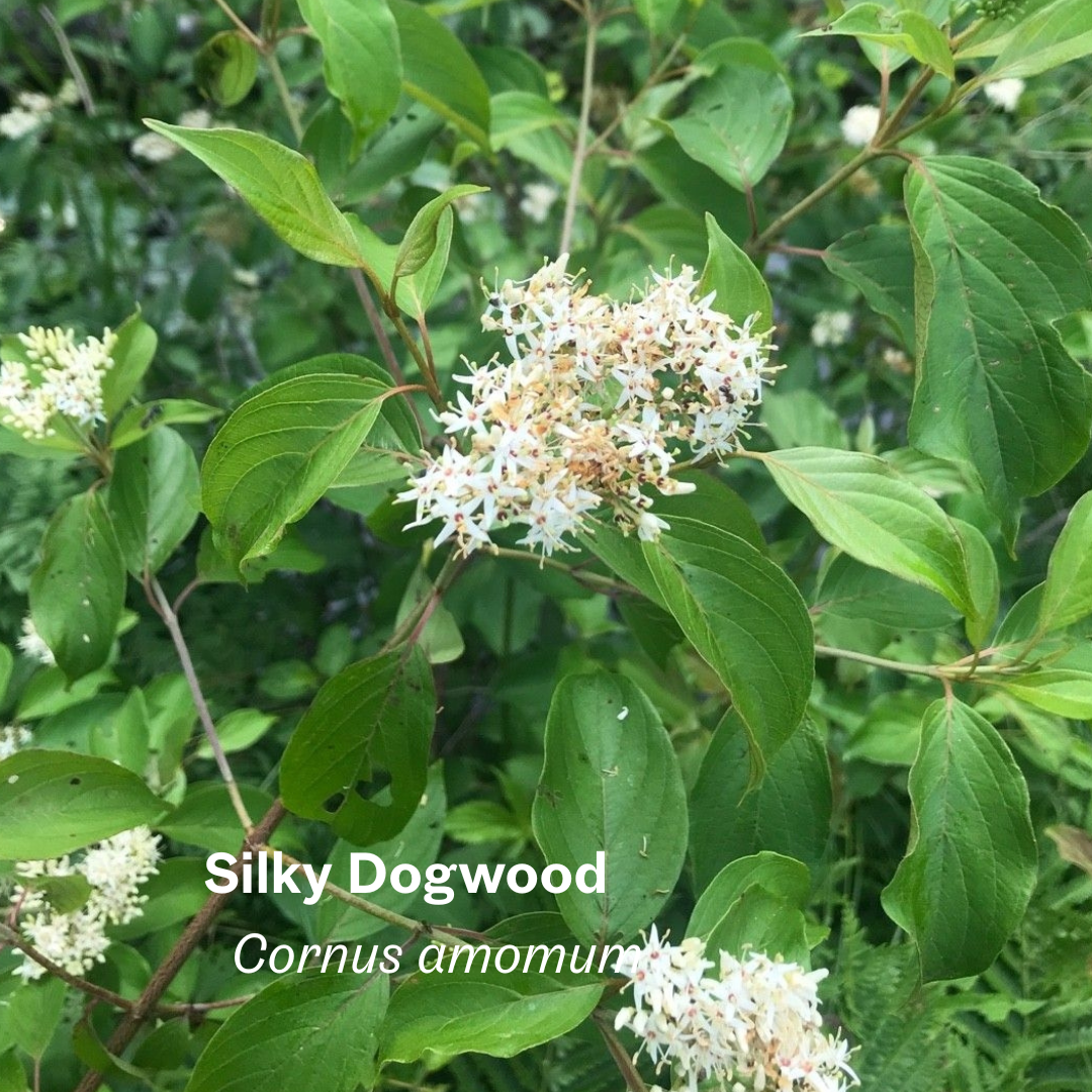 Silky Dogwood (Cornus amomum)