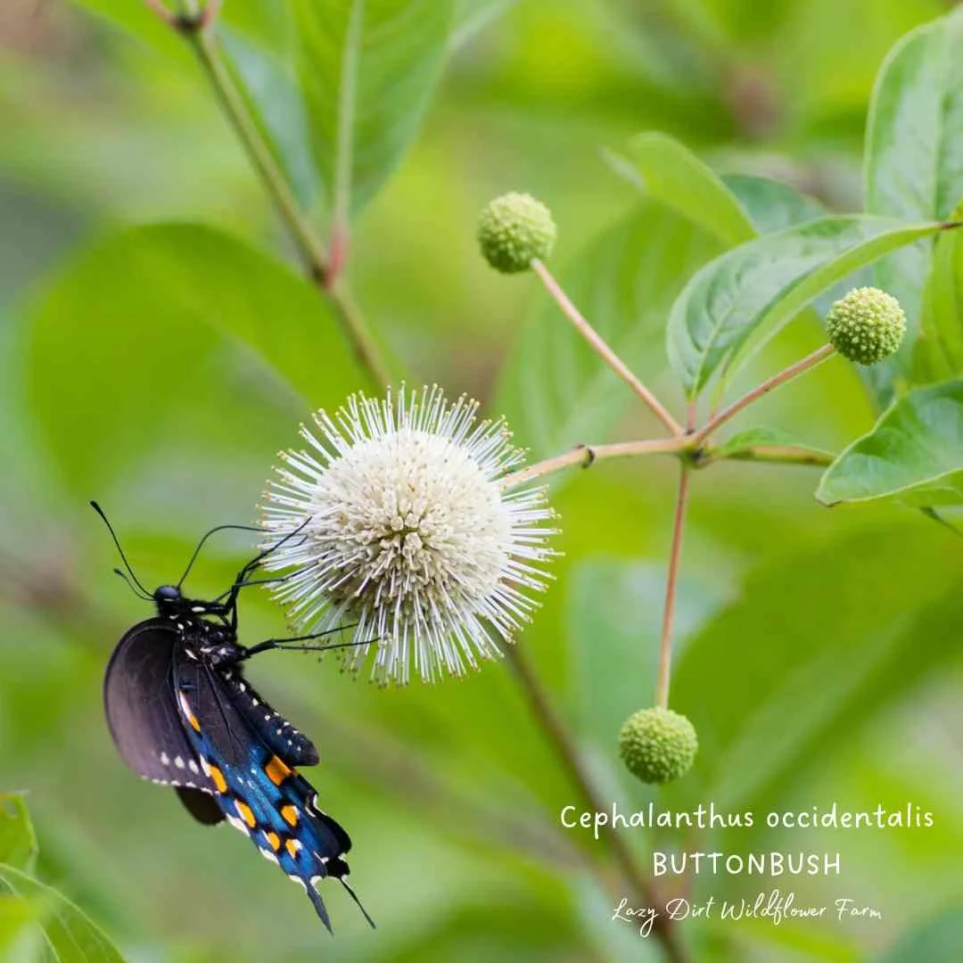 Buttonbush Cephalanthus occidentalis