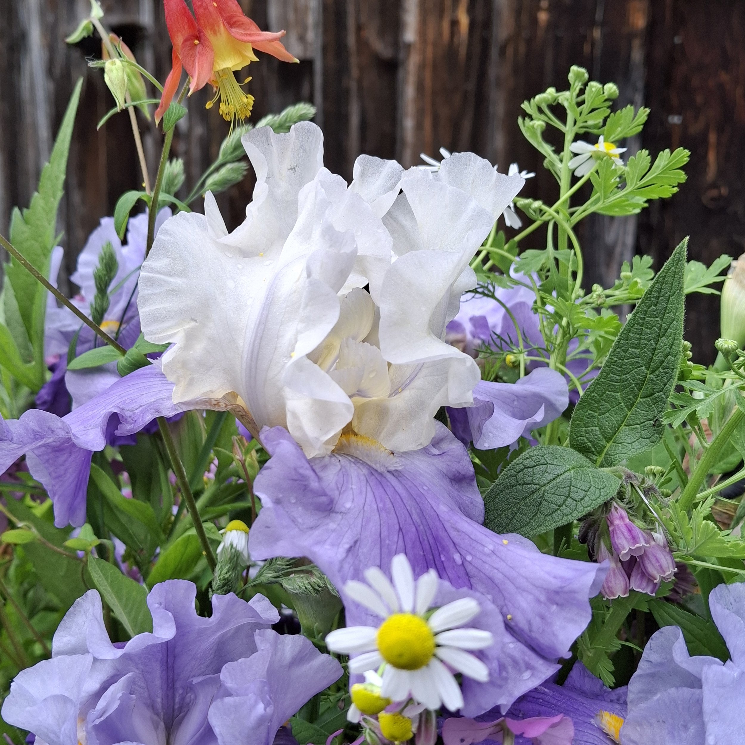 Cubs Win It Bouquet June 2025 Lazy Dirt Wildflower Farm .jpg