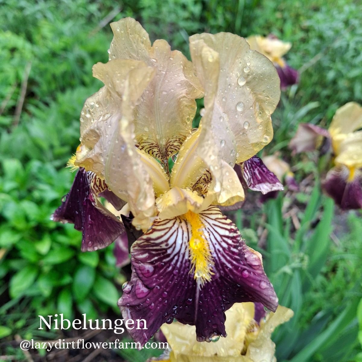 _Nibelungen Bearded Iris Lazy Dirt Wildflower Farm .jpg