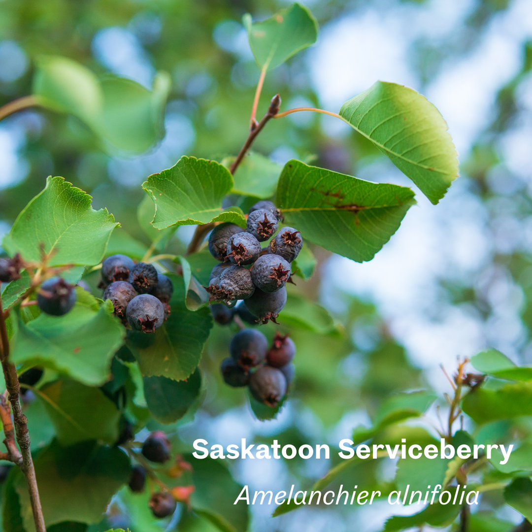 Saskatoon Serviceberry.png