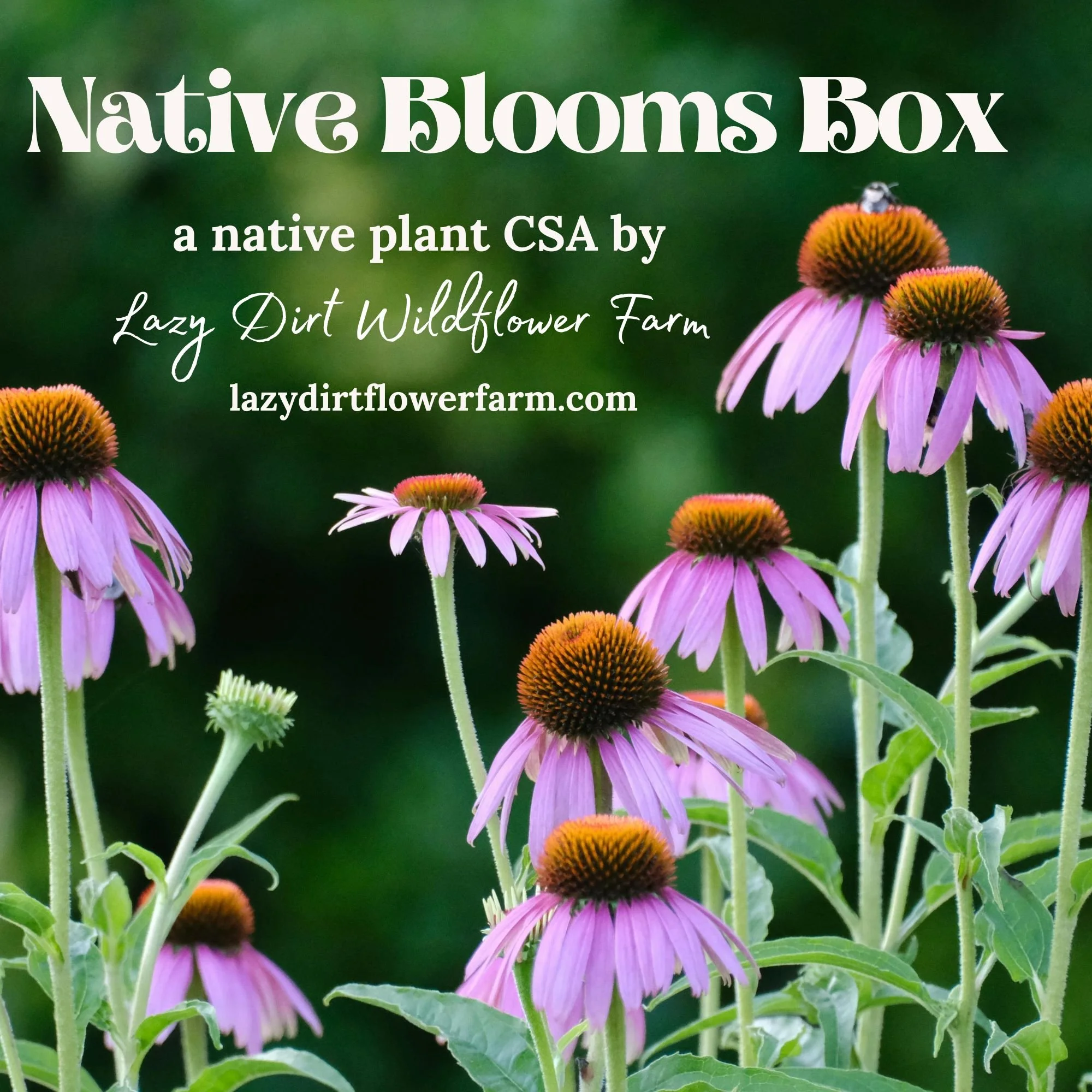 Native Blooms Box Spring 2026