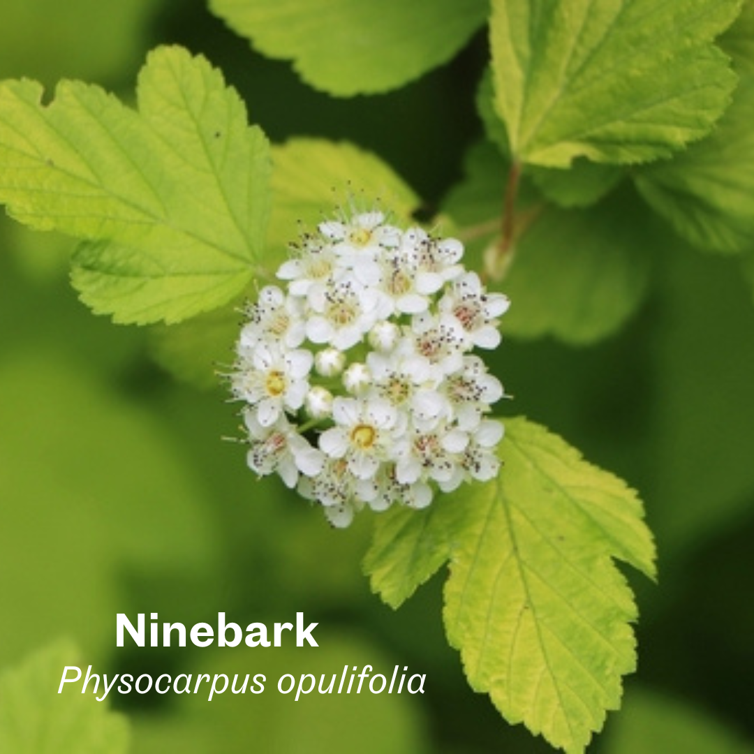 Ninebark Physocarpus opulifolia.png