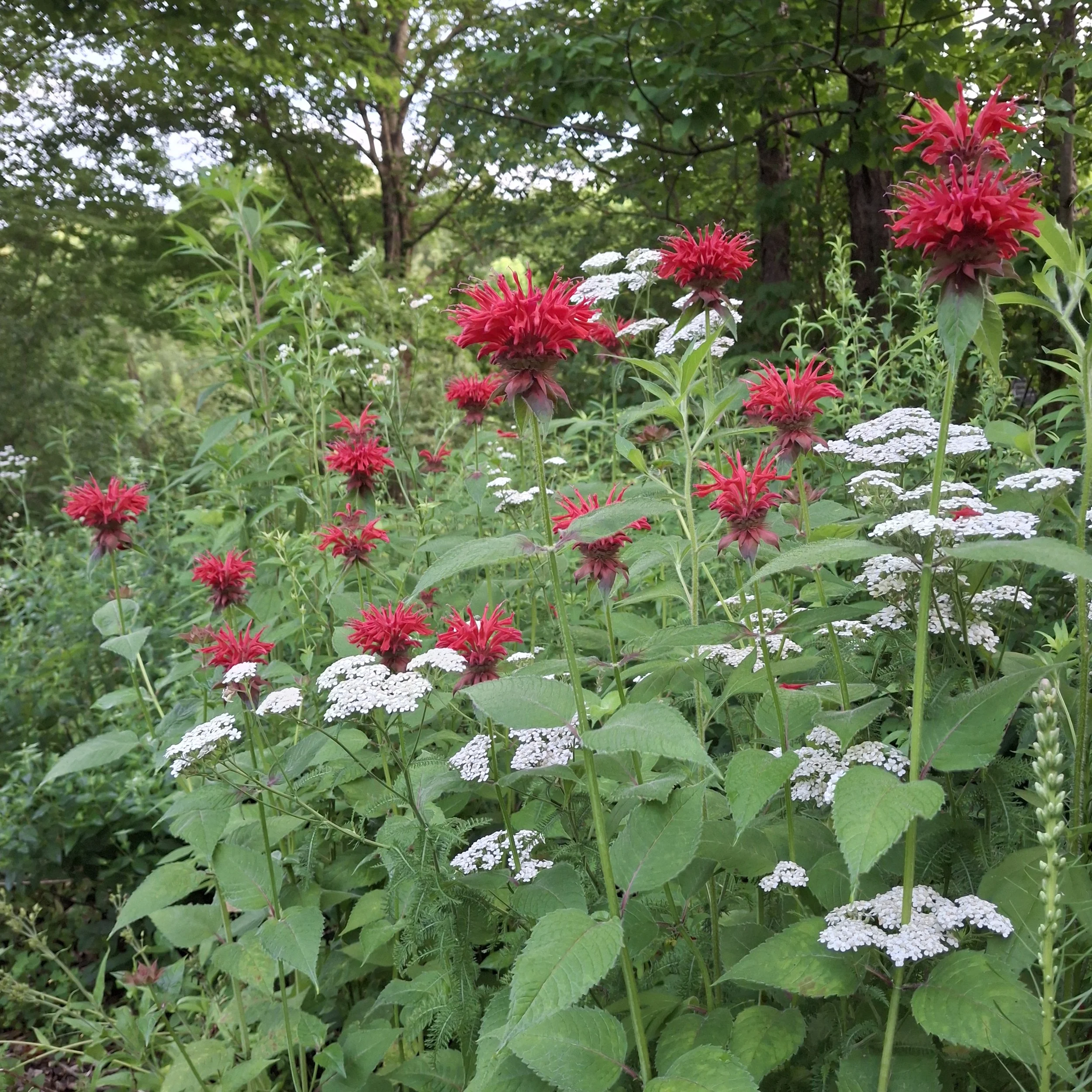 20260709_061748.jpg