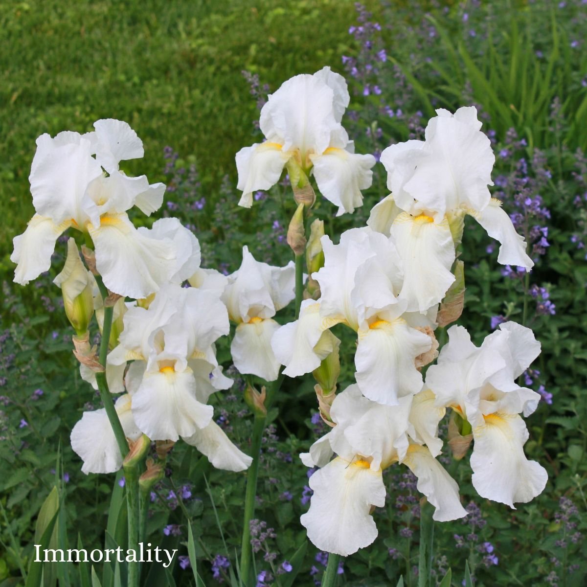 Immortality Bearded Iris Lazy Dirt Wildflower Farm .jpg