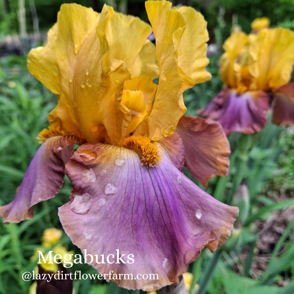 Megabucks Bearded Iris Lazy Dirt Wildflower Farm (4).jpg