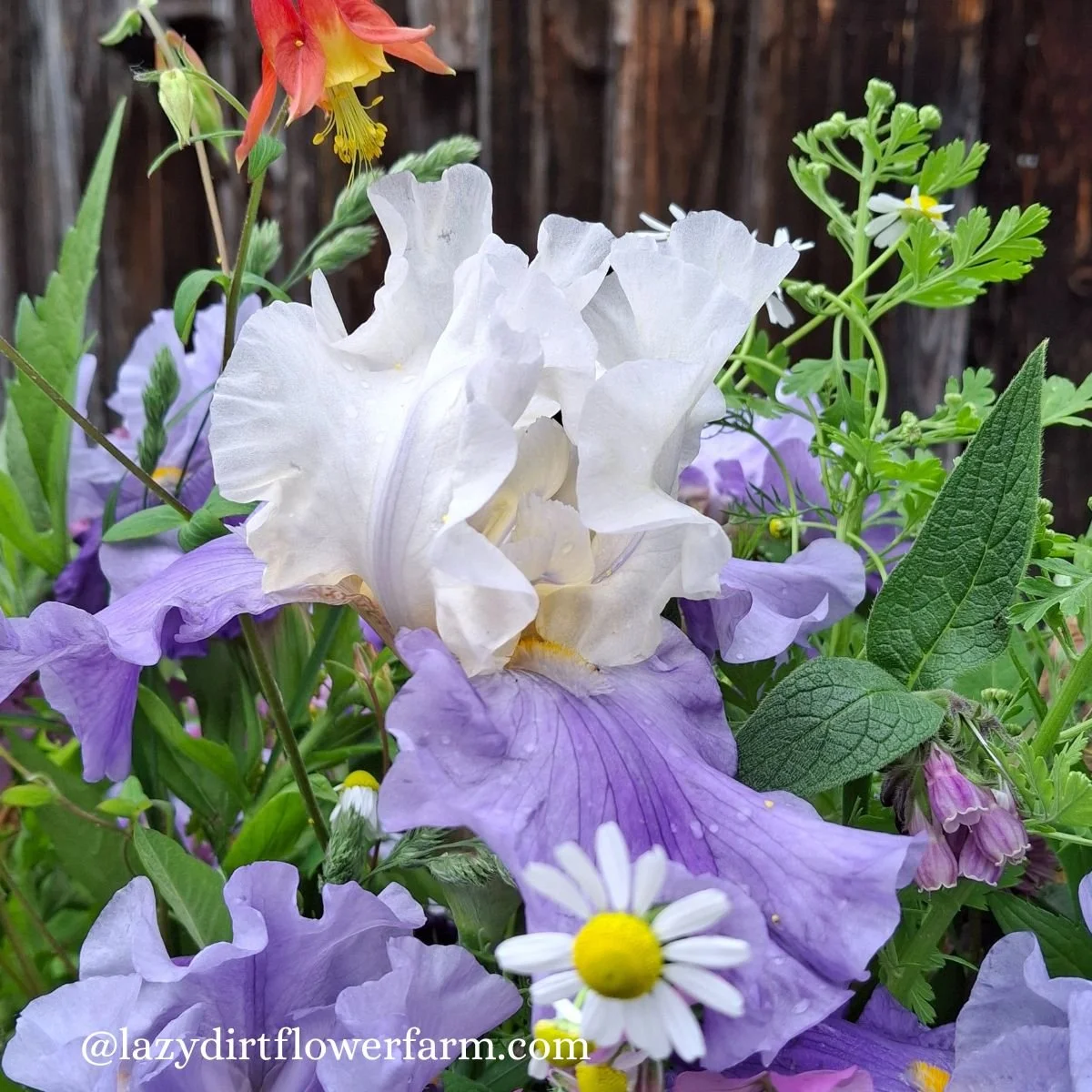 Megabucks Bearded Iris Lazy Dirt Wildflower Farm.jpg