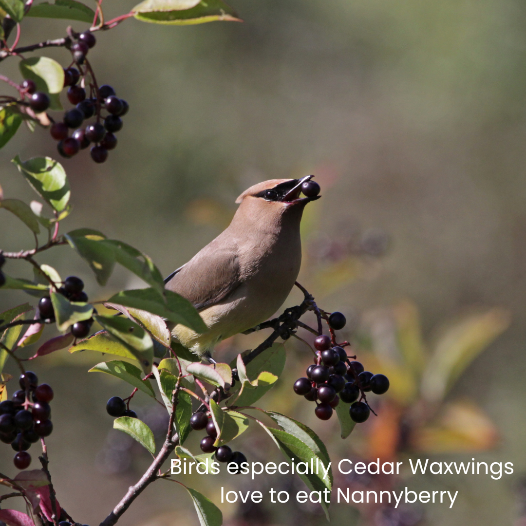 Nannyberry Cedar Waxwing.png