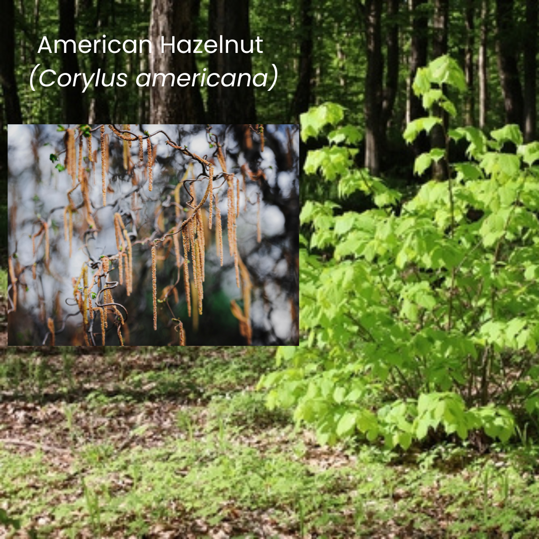 Corylus americana American Hazelnut.png