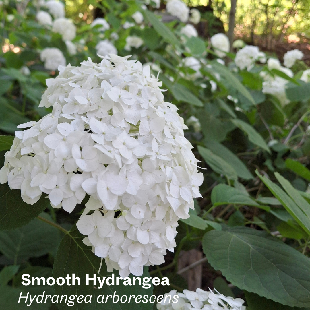 Hydrangea arborescens Smooth Hydrangea.png