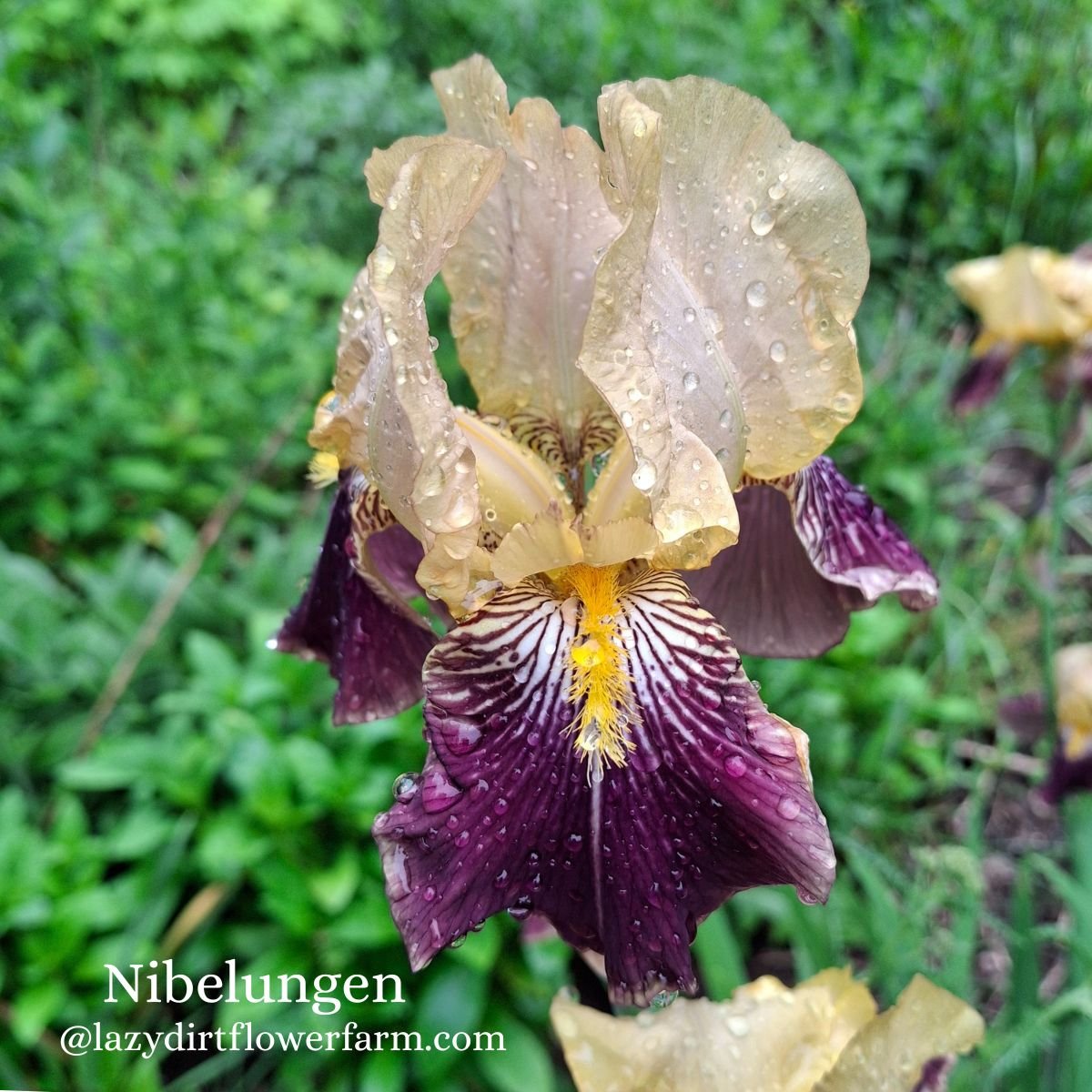 Nibelungen Bearded Iris Lazy Dirt Wildflower Farm .jpg