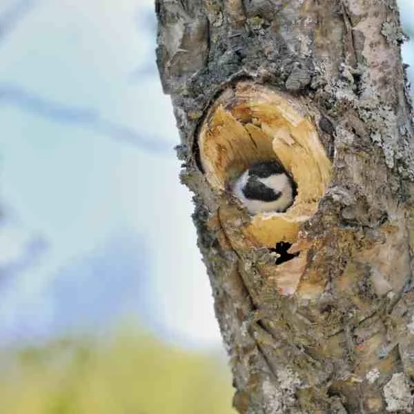 Spring Bird Watching 