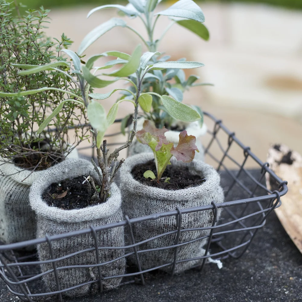 Wool Pots Pack of 100 Plastic-free Pots