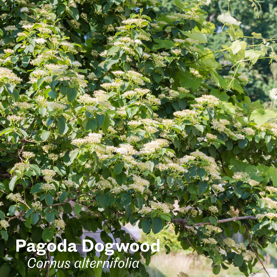 Pagoda Dogwood.png