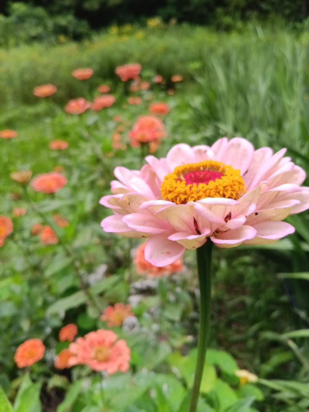 zinnia field.jpg