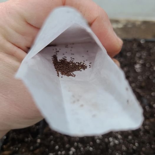 1000s of mountain mint seeds .jpeg