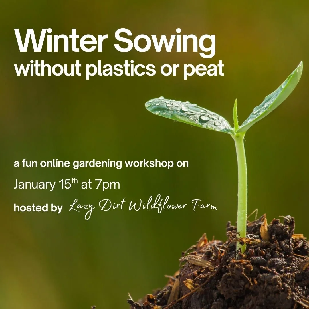 Winter Sowing Lazy Dirt Wildflower Farm Plastic-free Plants (1).jpg