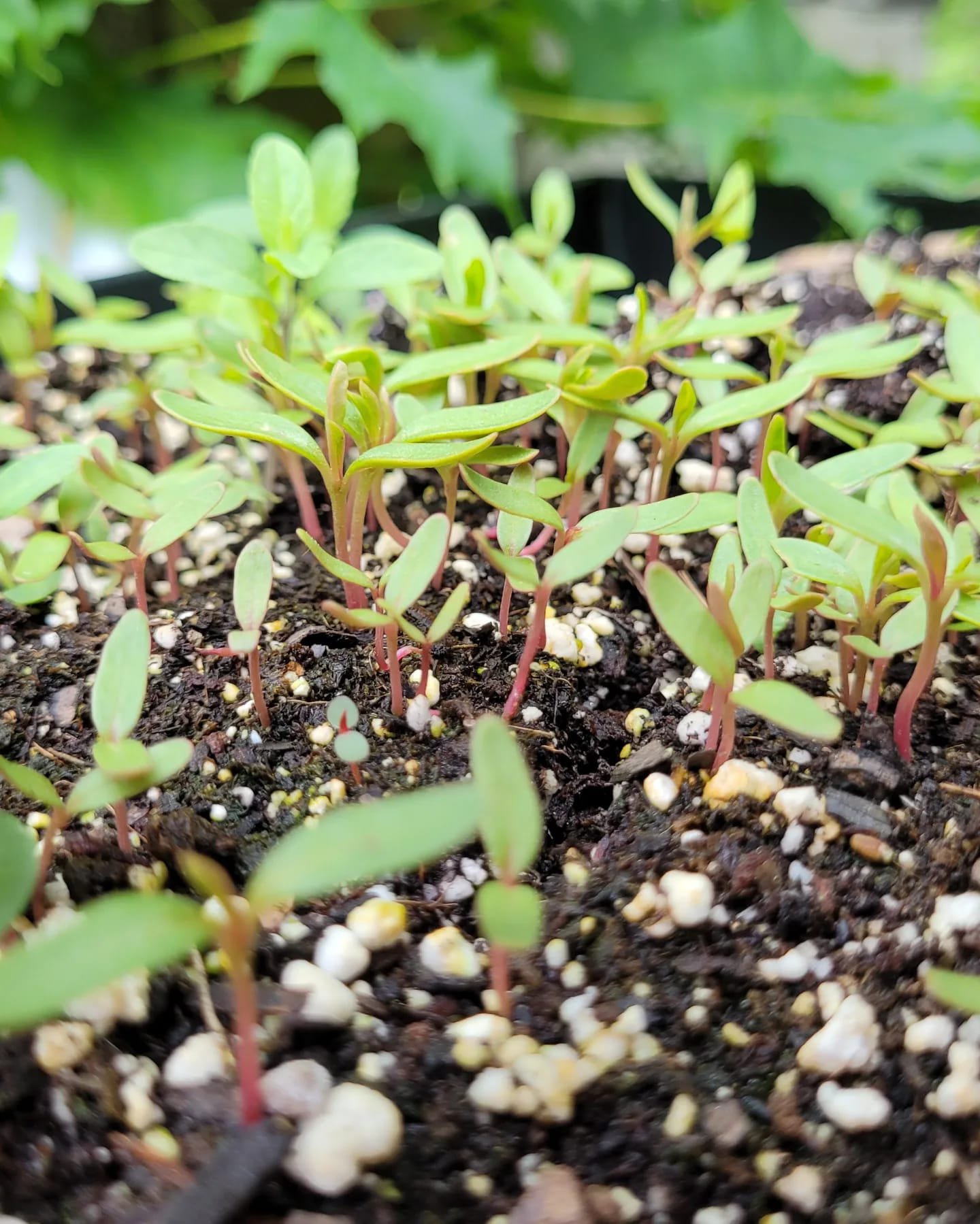 seeds sprouting .jpeg