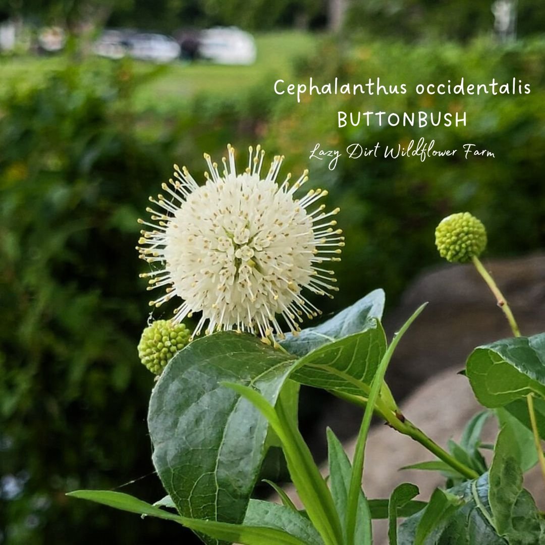 Buttonbush Cephalanthus occidentalis Lazy Dirt Wildflower Farm Mexico,New York .jpg