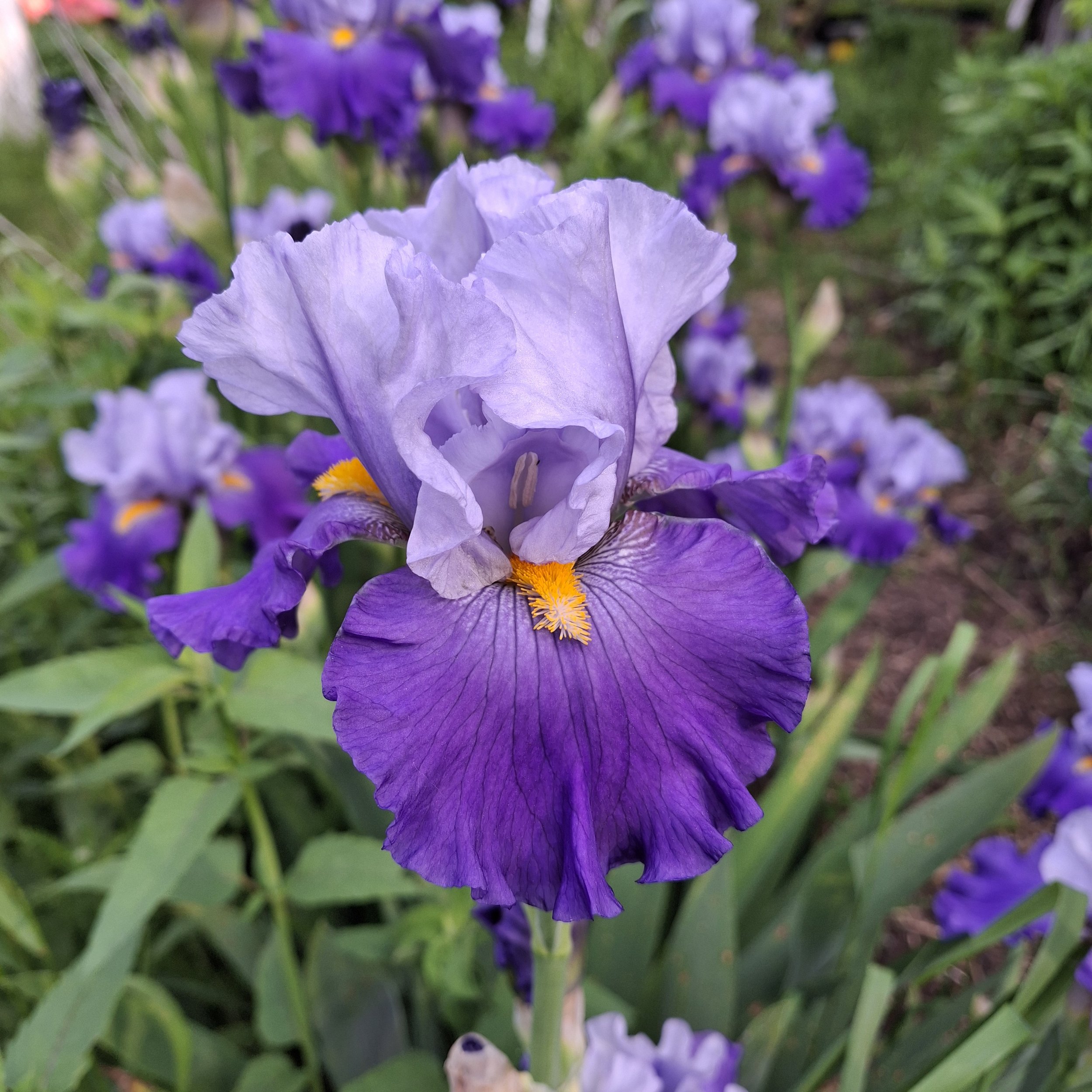 Cubs Win It Lazy Dirt Wildflower Farm June 11 2025.jpg