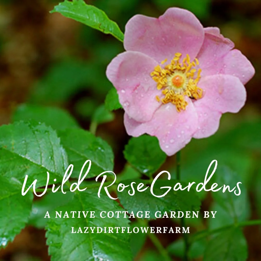 Wild Rose Garden