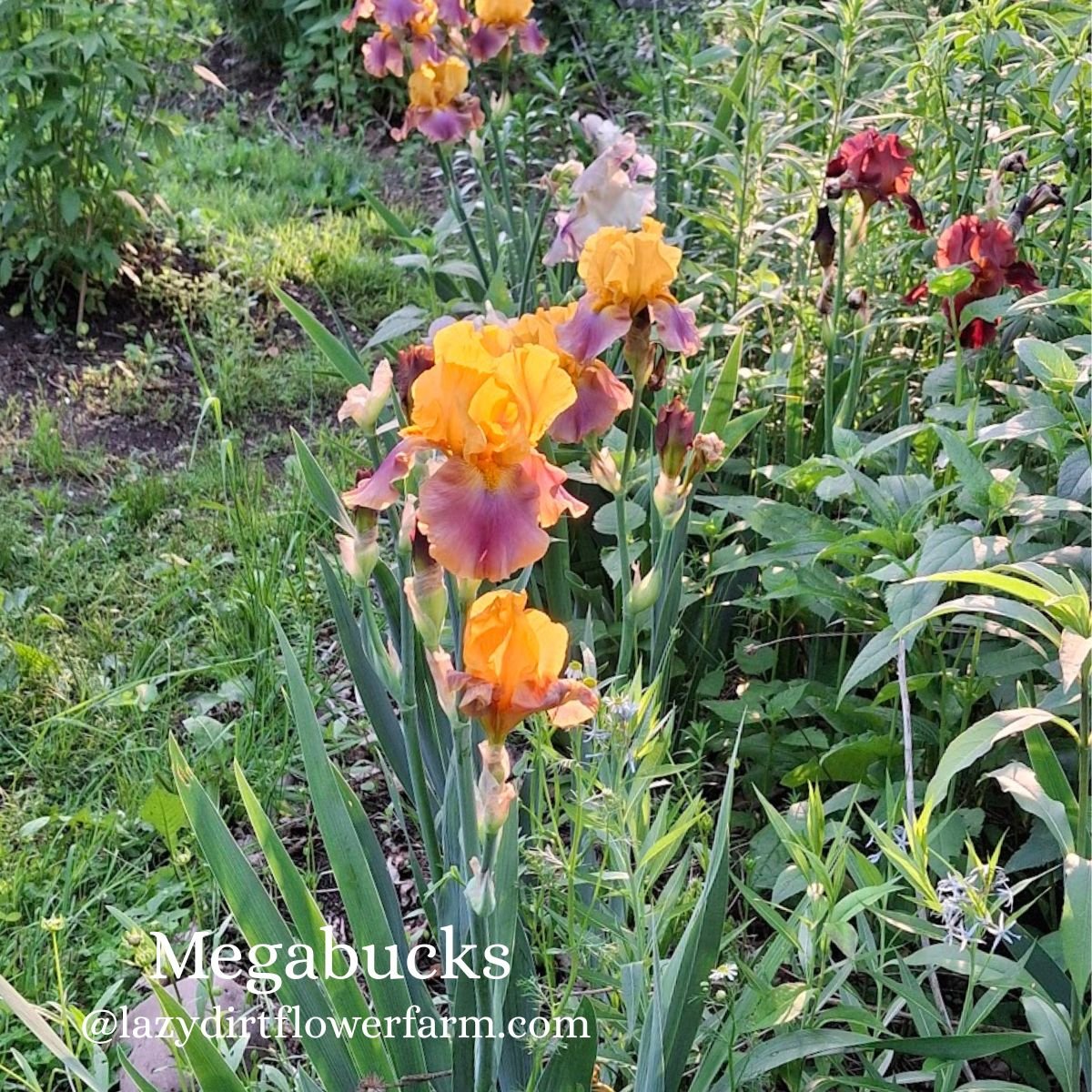 Megabucks Bearded Iris Lazy Dirt Wildflower Farm (3).jpg