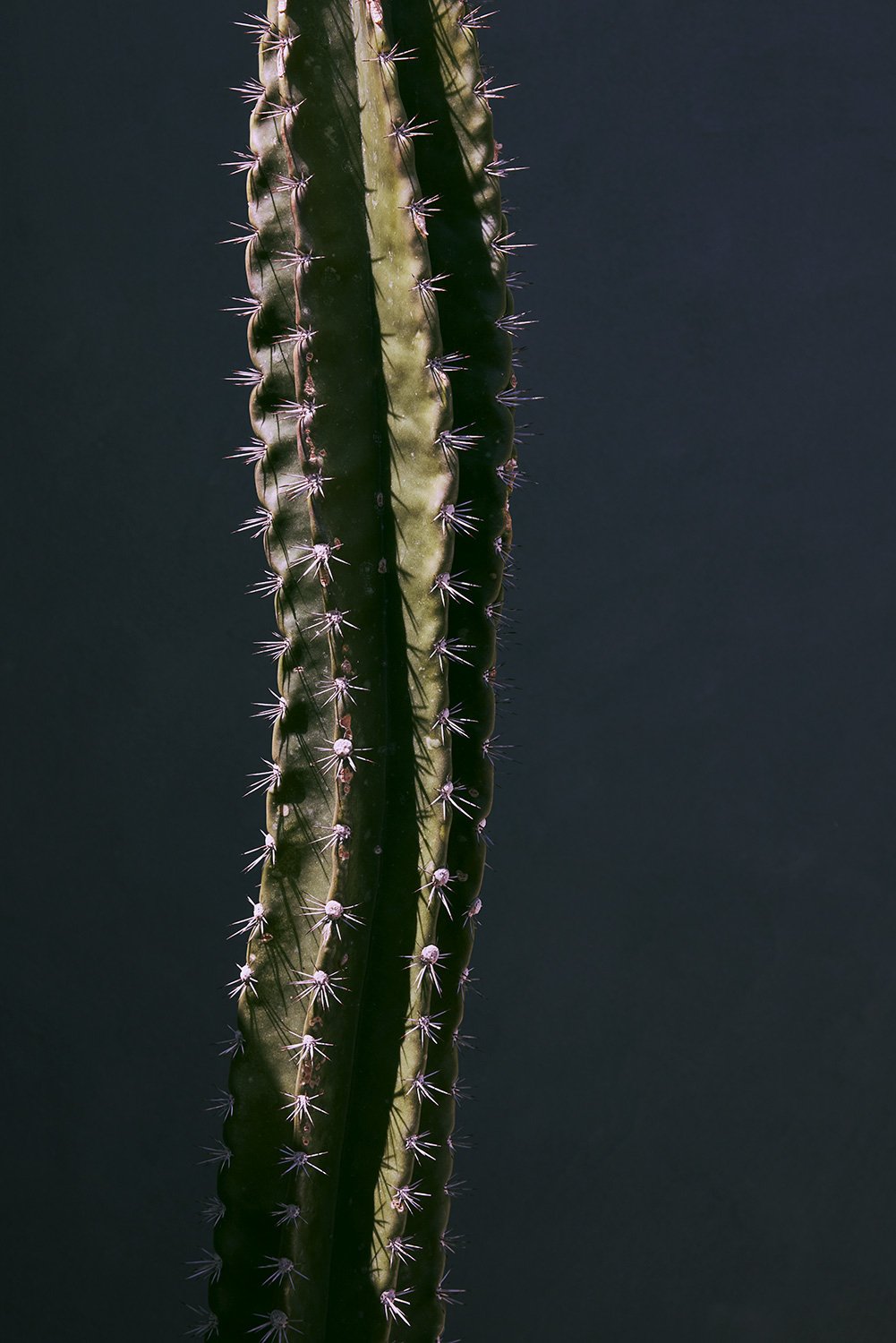 kristin-teig-cactus-4188.jpg