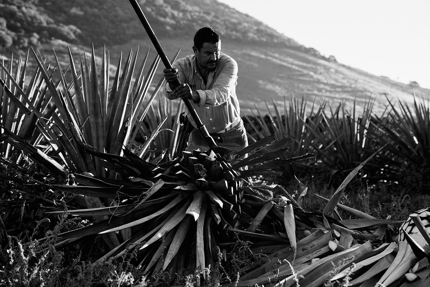 Kristin Teig - Agave Field, Jalisco