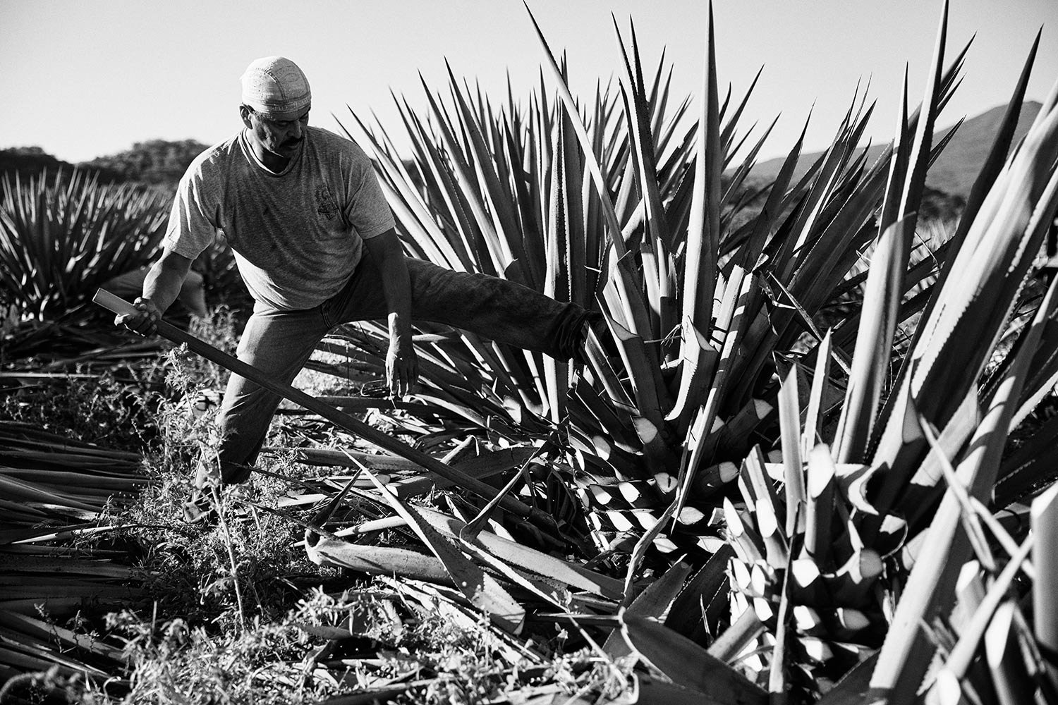 HCT-Agave-Fields-167.jpg