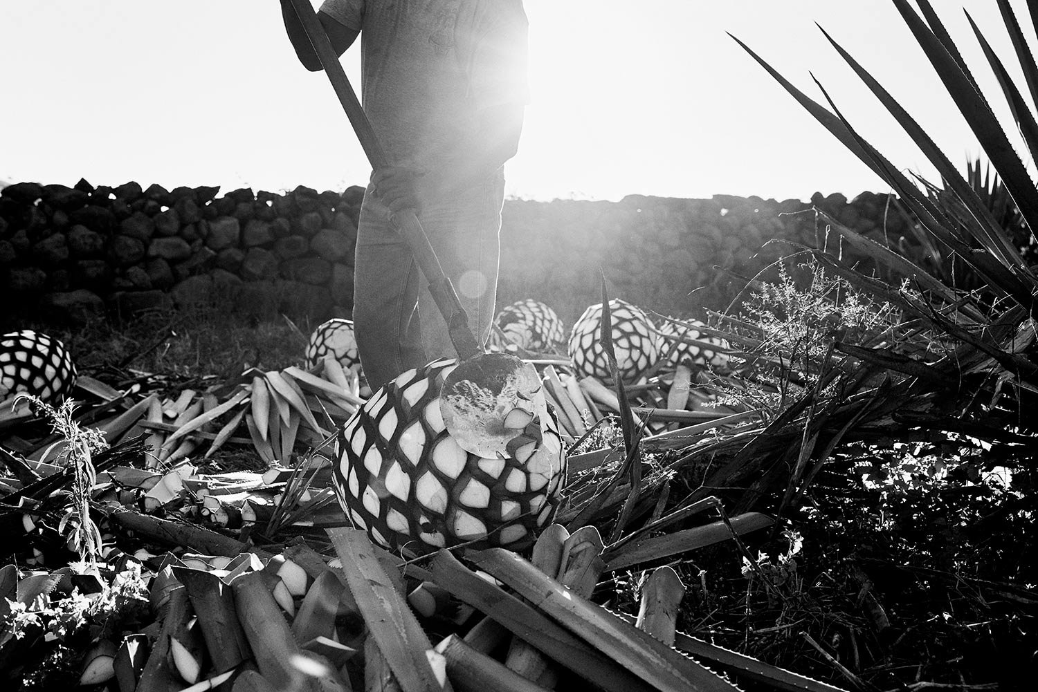 HCT-Agave-Fields-111.jpg